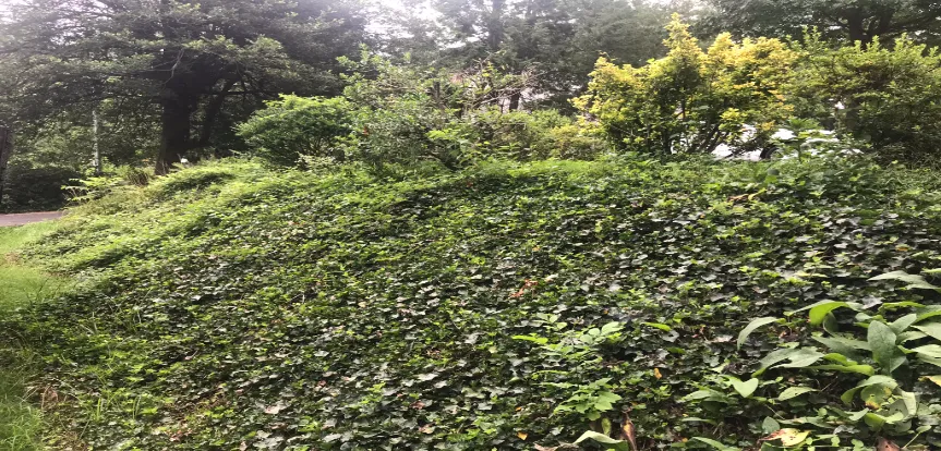 Ivy Removal In Falls Church