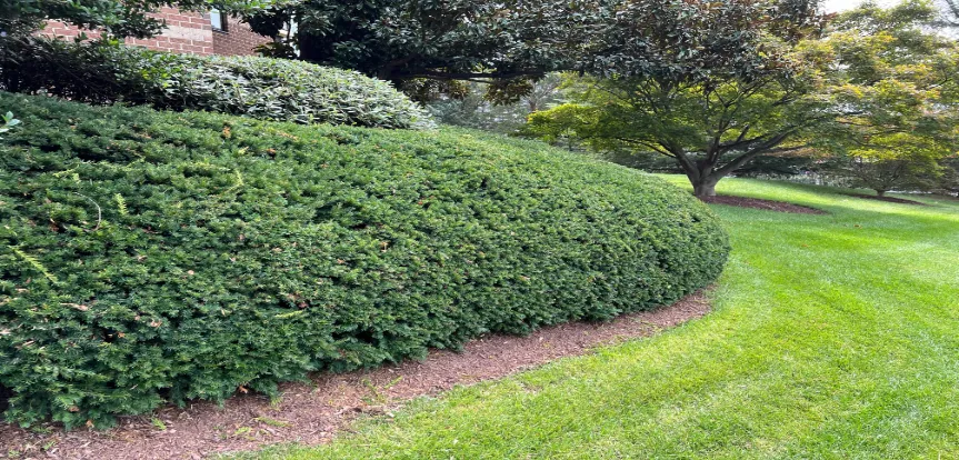 Hedge Trimming In Falls Church, VA.