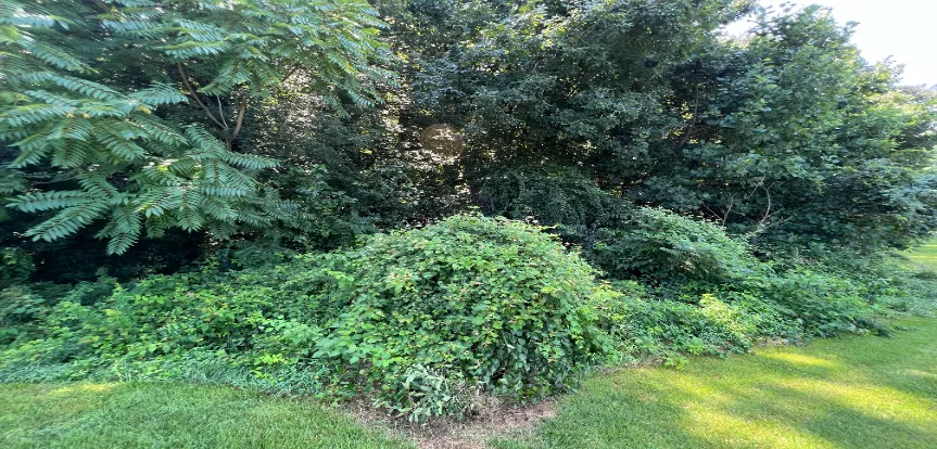 Ivy Removal in Falls Church, VA.