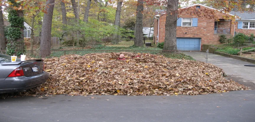 Leaf Removal before picture in Falls Church, VA.