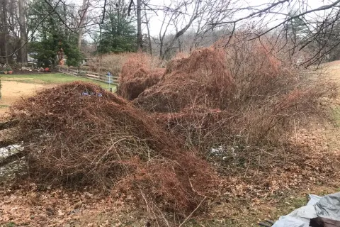 Brush Piles In Northern Virginia