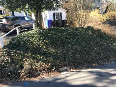 Ivy Removal In Northern Virginia