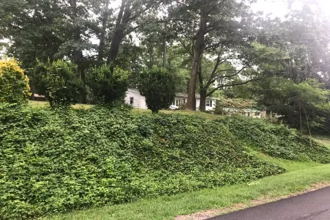 Ivy Removal In Northern Virginia